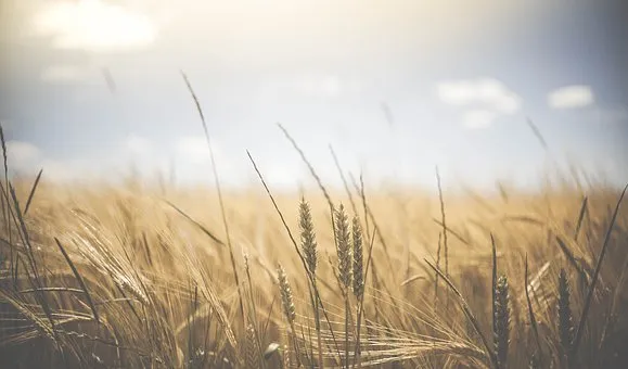 Первый миллион тонн зерна урожая 2021 уже в закромах Красноярского края