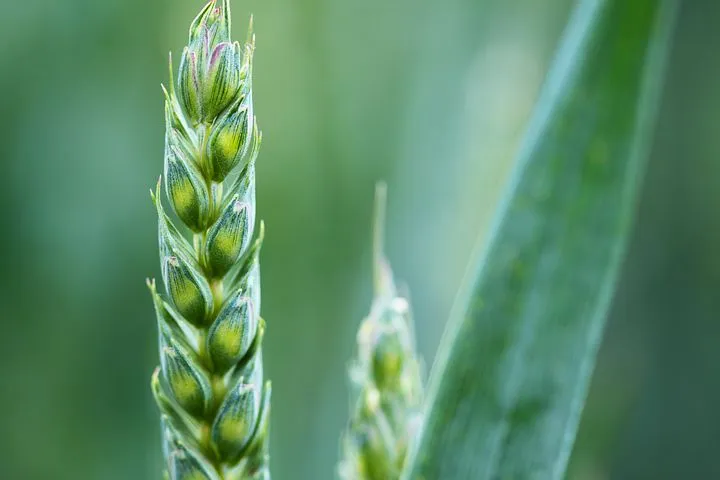 На пшенице в Красноярском крае выявили новую для региона болезнь растений