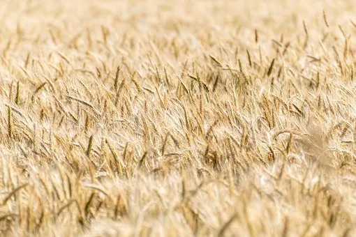 Более 350 миллионов рублей на производство масличных и зерновых культур получили хозяйства Красноярского края