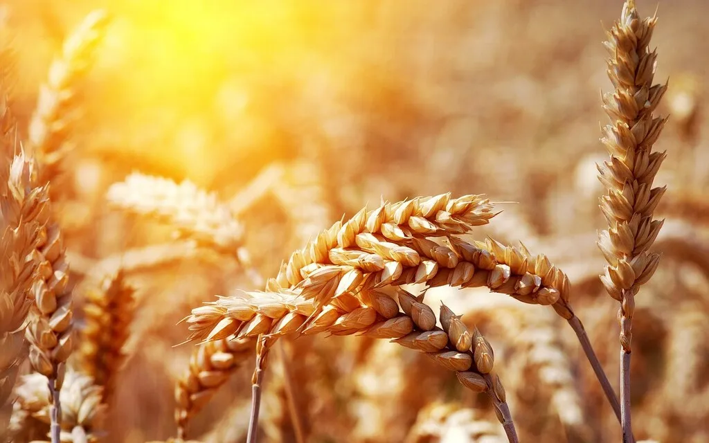 Фотография продукта Пшеница урожая 2023 года