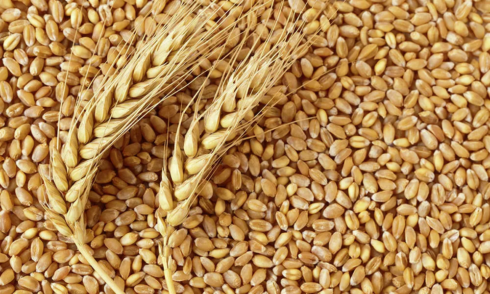 фотография продукта Пшеница, ячмень, овес, мука